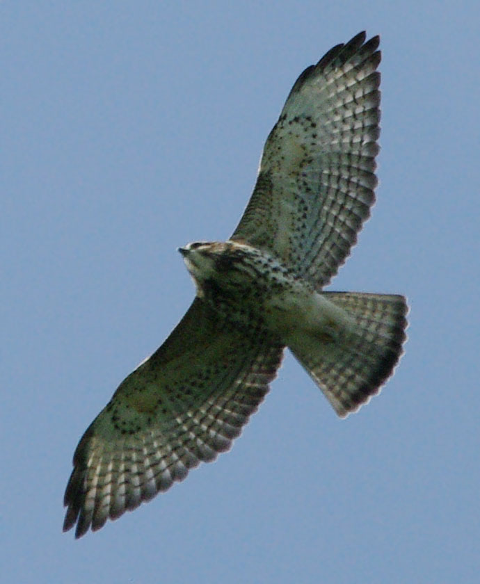 Immature broad-winged hawk