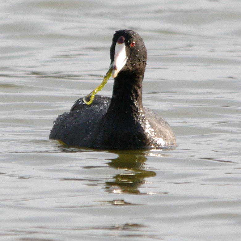 American coot sipping