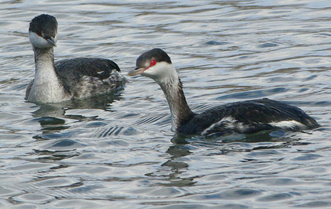 Two immature horned grebes