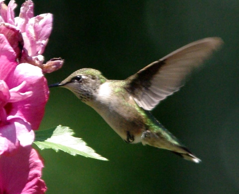 Immature ruby-throated hummingbird