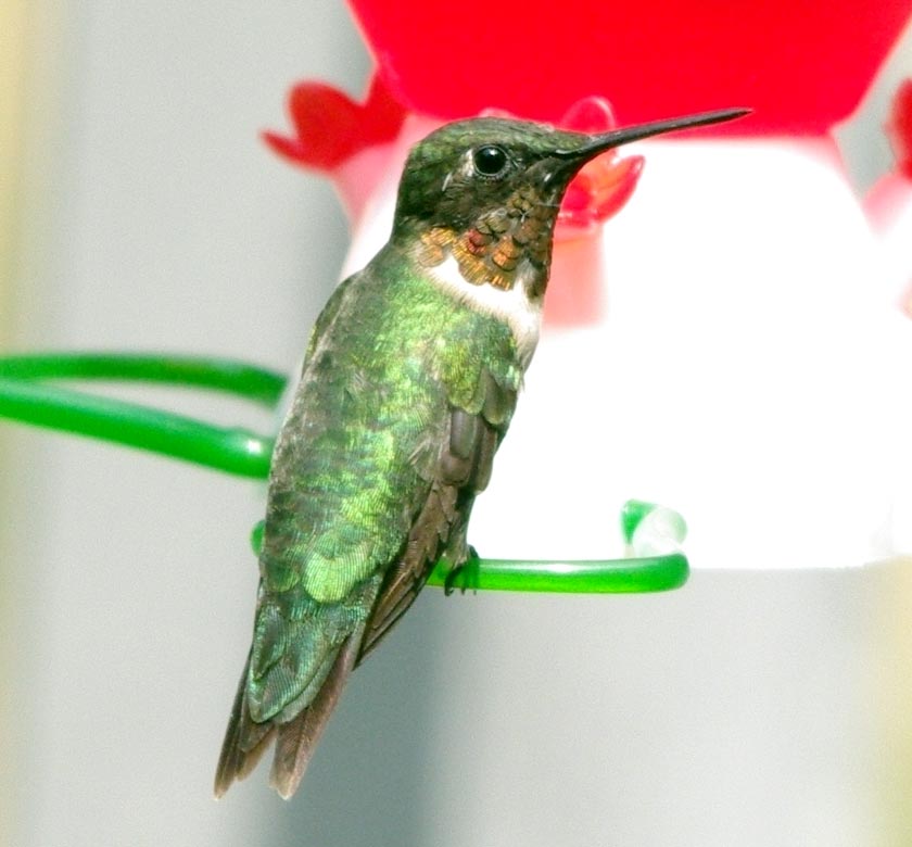 Male ruby-thr0ated hummer