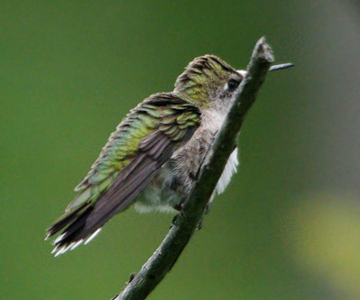 Hummingbird fluff