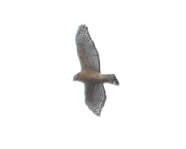 A distant red-shouldered hawk