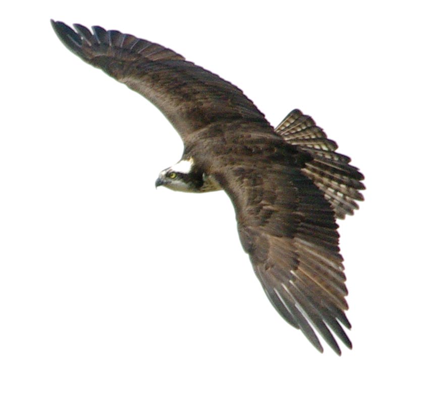 Over-the-wing view of an osprey