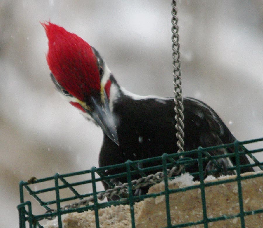 Pileated woodpecker, the peck