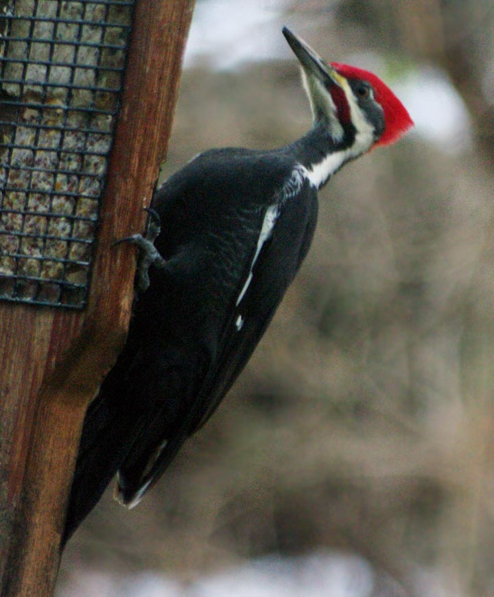 Pileated woodpecker on landing