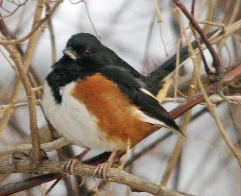 Towhee, day after bath