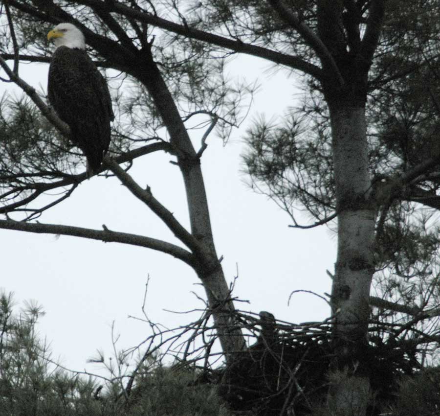 Bald eagle, nest, and eaglet