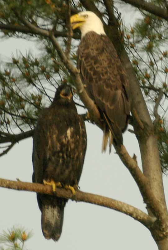 Bald eagle and eaglet