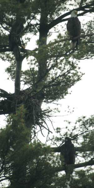 Three bald eagles: one adult and two eaglets