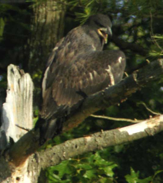 The second eaglet wanting more