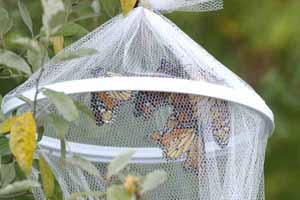 The monarch reside in a butterfly home