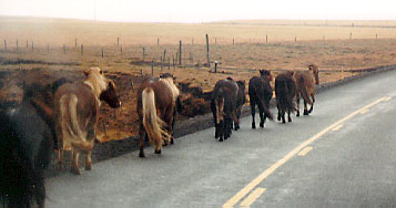 Icelandic pony