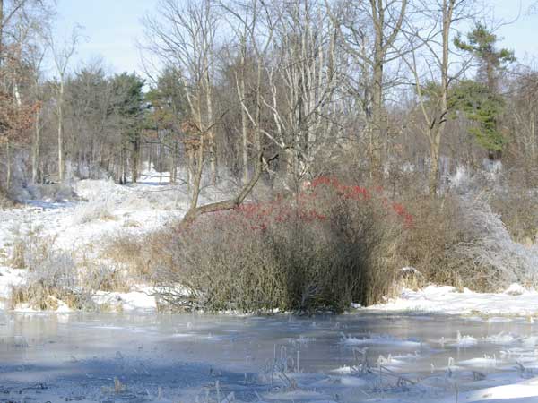 Snow and ice pond in Toftrees game land