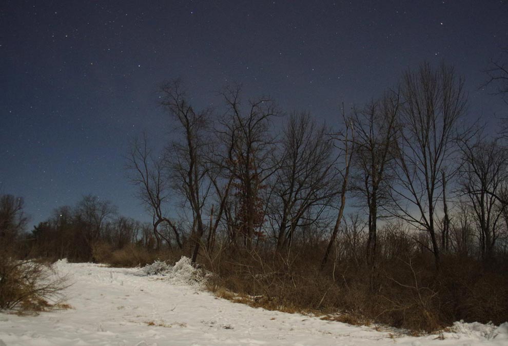 Snow, trees, and stars
