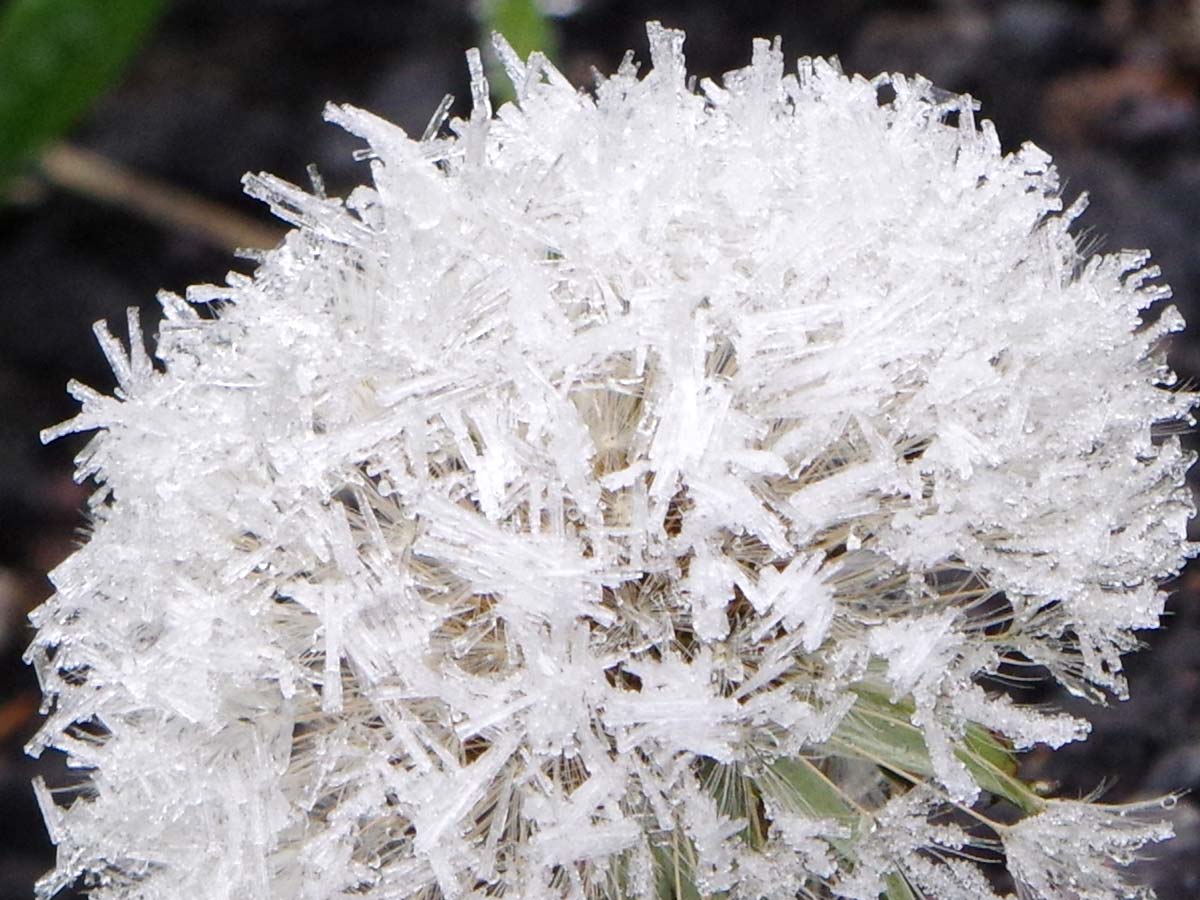Frosted dandelion