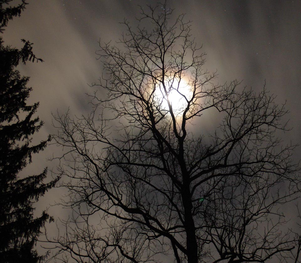 Quarter moon through tree and clouds