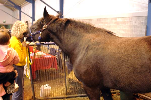 The Kissing Horse kissing