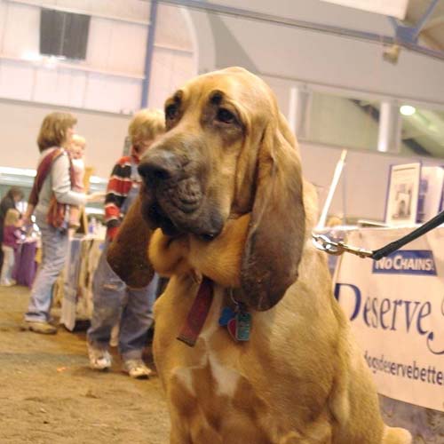 Bloodhound portrait