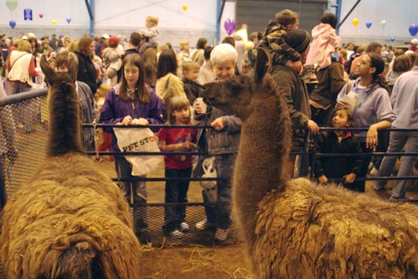 Llama view of visitors