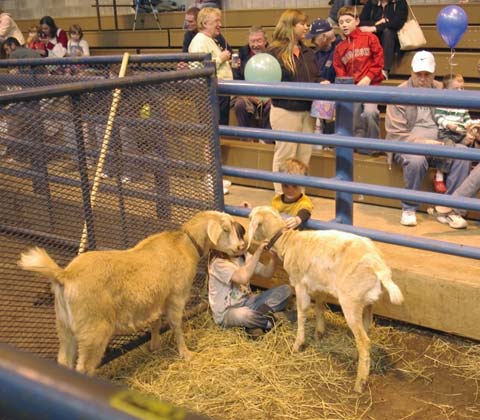 Petting Zoo, sign and llama